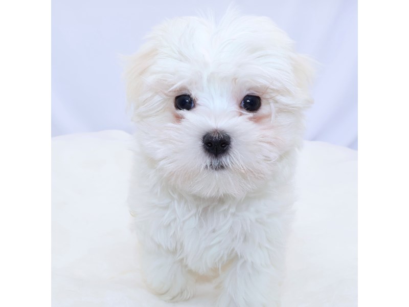 Maltese in Lehigh Acres, FL