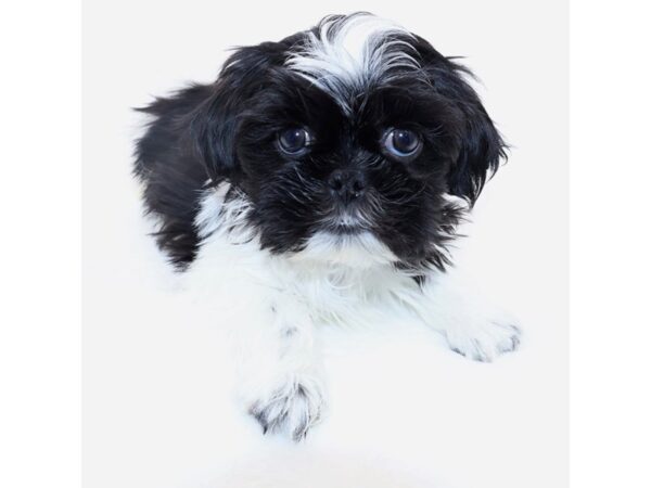 [#26584] Black and White Male Shih Tzu Puppies for Sale