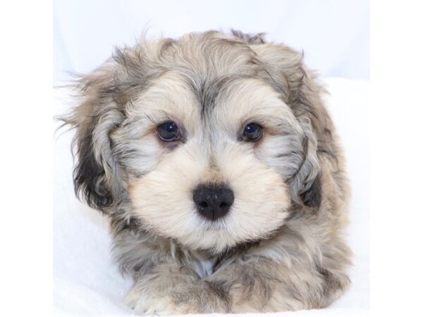 [#26610] Black Brindle Male Havanese Puppies for Sale