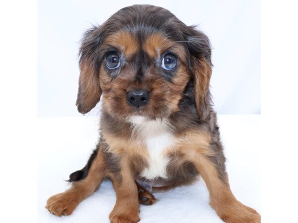 [#26605] Blue merle Male Cavalier King Charles Spaniel Puppies for Sale