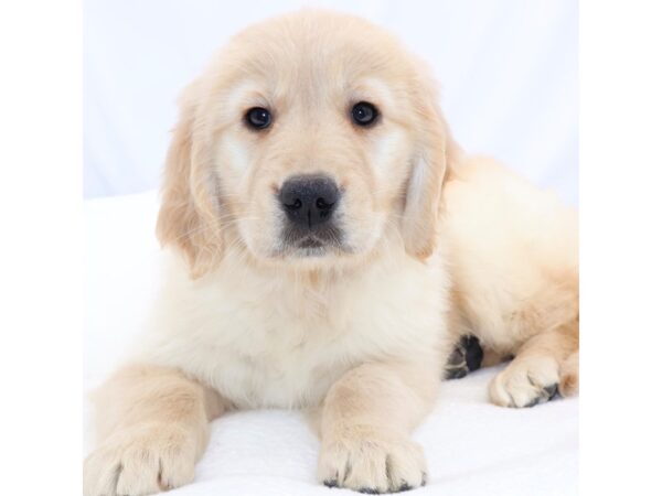 [#26626] Light Golden Female Golden Retriever Puppies for Sale