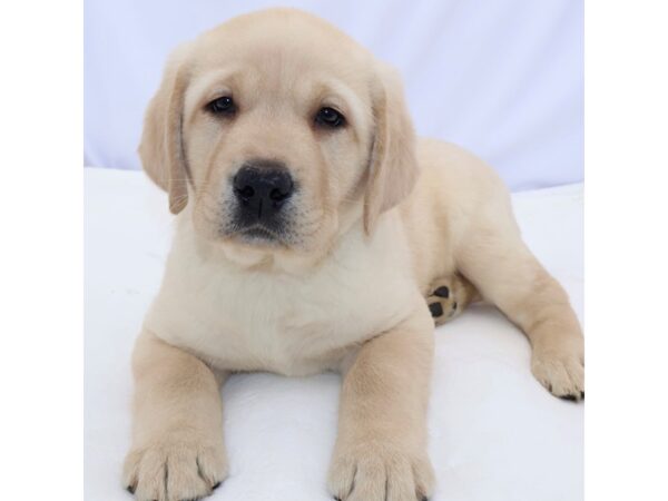 [#26649] Yellow Male Labrador Retriever Puppies for Sale