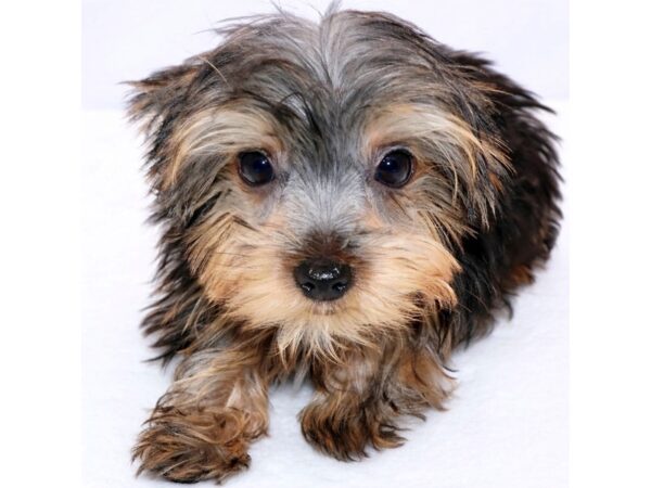 [#26670] Black and Tan Male Yorkshire Terrier Puppies for Sale