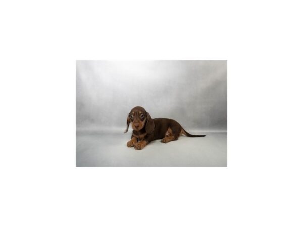 [#26712] Chocolate and Tan Male Dachshund Puppies for Sale