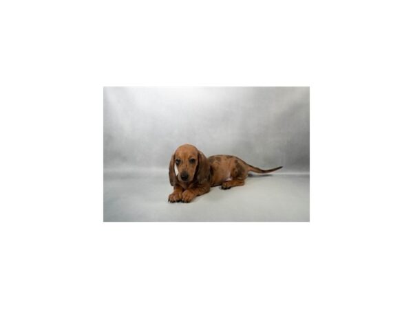 [#26713] Chocolate Dapple Female Dachshund Puppies for Sale