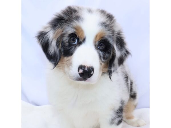 [#26710] Blue Merle White and Tan Male Australian Shepherd Puppies for Sale