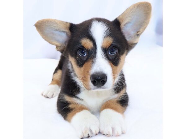 [#26688] Tri Male Cardigan Welsh Corgi Puppies for Sale
