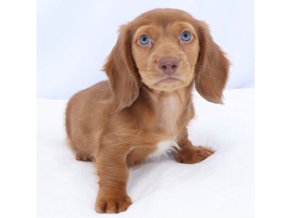 [#26711] Red Male Dachshund Puppies for Sale