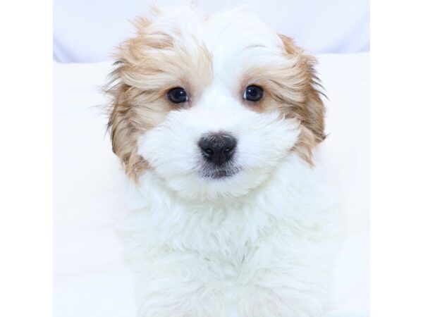 [#26691] Red Sable Male Havanese Puppies for Sale