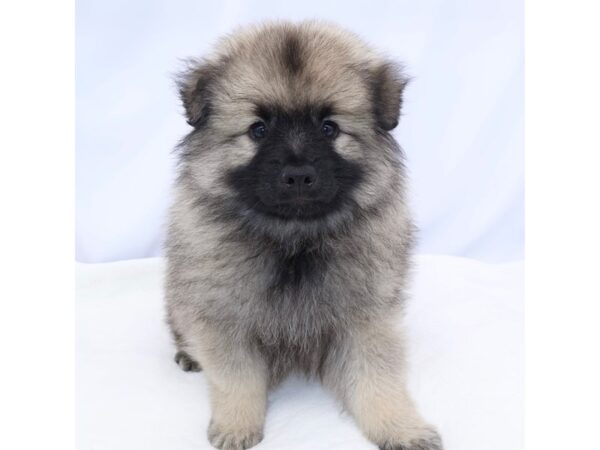 [#26708] Grey silver and black Male Keeshond Puppies for Sale