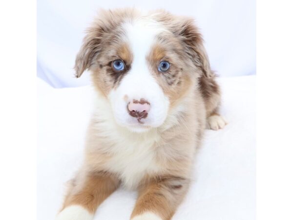 [#26694] Red merle Male Miniature Australian Shepherd Puppies for Sale
