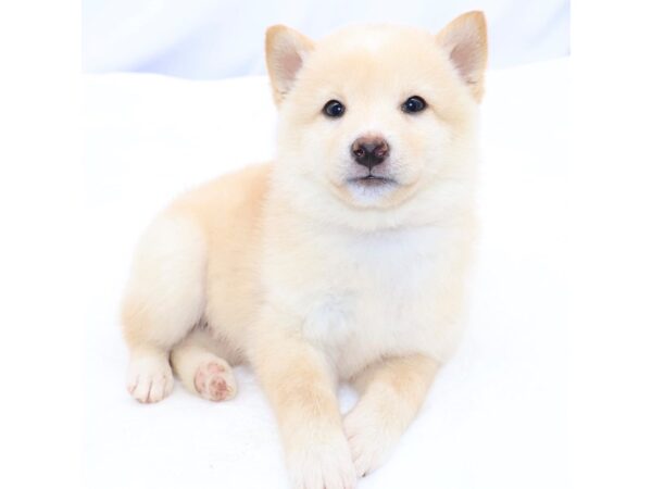 [#26706] Cream Male Shiba Inu / Poodle Puppies for Sale