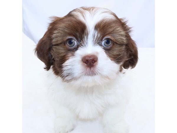 [#26714] Liver and White Male Shih Tzu Puppies for Sale