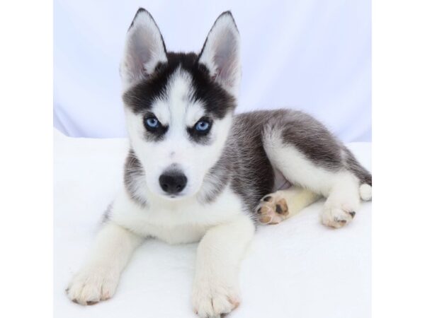 [#26697] Black and Silver Male Siberian Husky Puppies for Sale