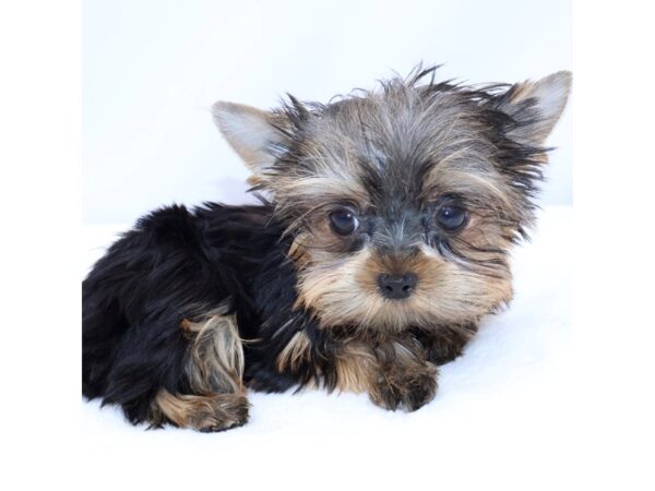 [#26698] Black and Tan Female Yorkshire Terrier Puppies for Sale