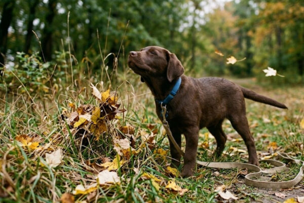 How Puppies Know Fall Is Coming (Even Without a Calendar)